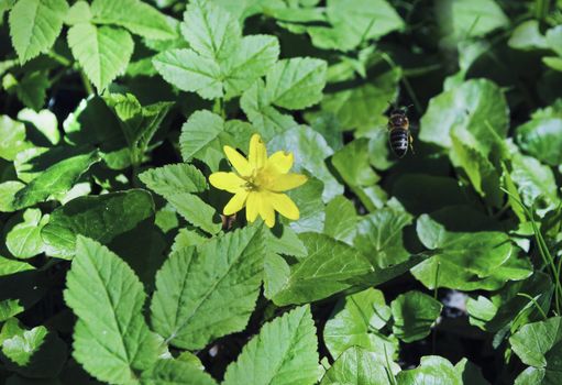 Ranunculaceae Spring on the beautiful and sunny meadow