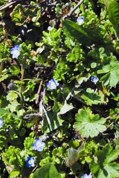 Veronica chamaedrys Spring on the beautiful and sunny meadow