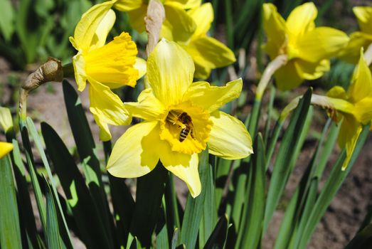 narcissus flowers Spring on the beautiful and sunny meadow