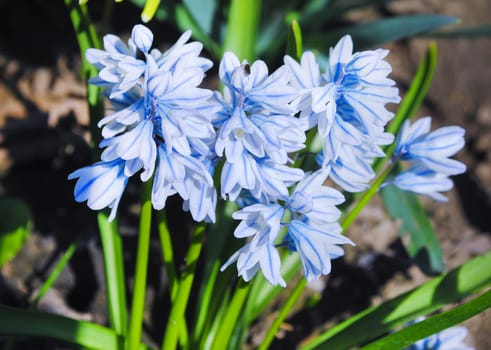 hyacinth Spring on the beautiful and sunny meadow