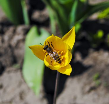 Yellow tulip Spring on the beautiful and sunny meadow