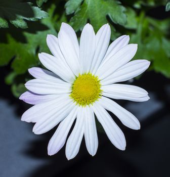 White chrysanthemum flowers. For your commercial and editorial use