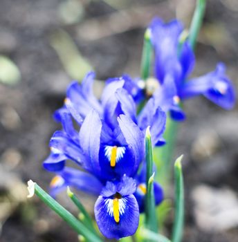 Iris pumila. For your commercial and editorial use.