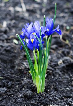 Iris pumila. For your commercial and editorial use