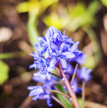 Blue Hyacinth macro. For your commercial and editorial use.