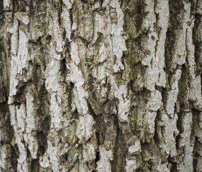 texture of the bark. For your commercial and editorial use.