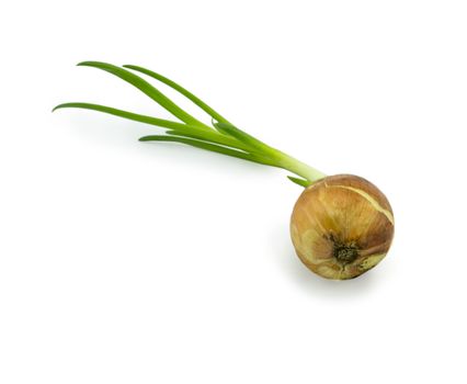 Sprouting onions isolated on white background. For your commercial and editorial use.