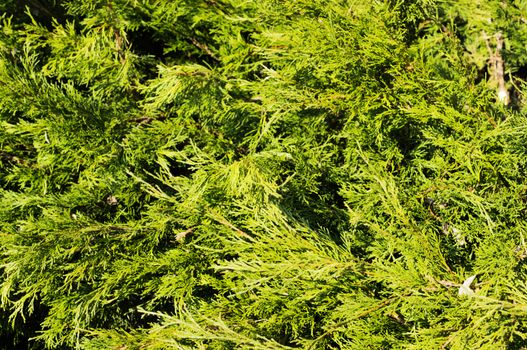 Thuja hedge close-up view. For your commercial and editorial use