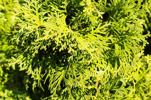 Thuja hedge close-up view. For your commercial and editorial use