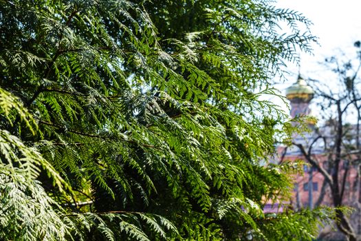 Green Thuja and church. For your commercial and editorial use.