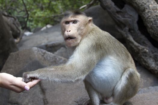 Portrait of a young Macaque taking on food with his hands. India Goa.