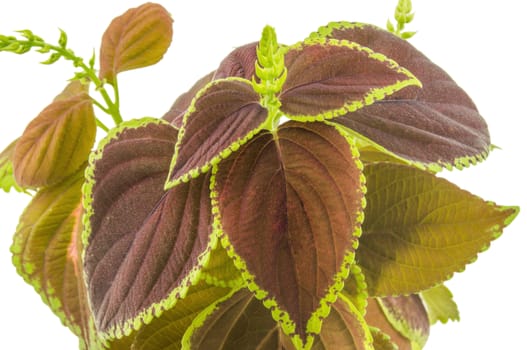 Coleus isolated over white background. For your commercial and editorial use