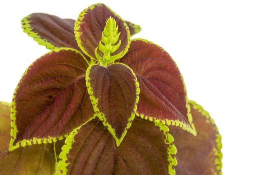 Coleus isolated over white background. For your commercial and editorial use