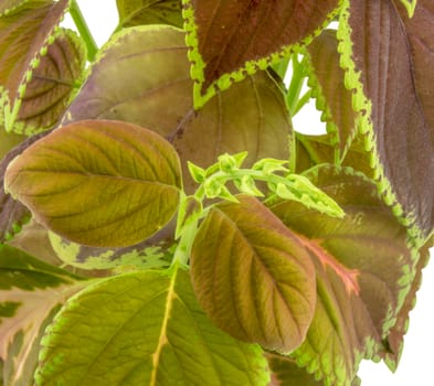 Coleus isolated over white background. For your commercial and editorial use