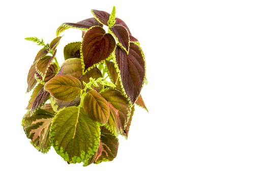 Coleus isolated over white background. For your commercial and editorial use