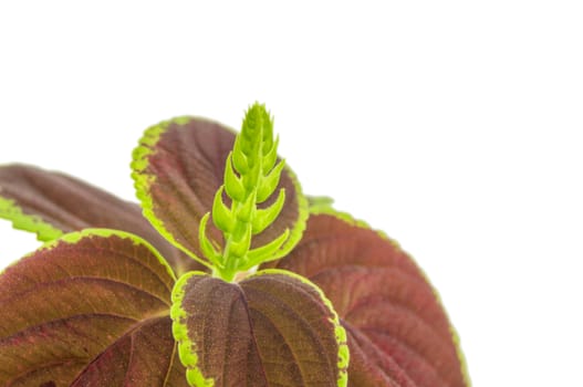 Coleus isolated over white background. For your commercial and editorial use