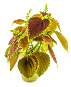 Coleus isolated over white background. For your commercial and editorial use