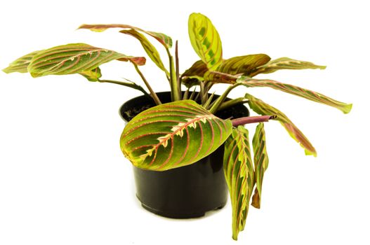 Maranta houseplant on a white background. For your commercial and editorial use