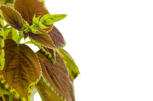 Coleus isolated over white background. For your commercial and editorial use