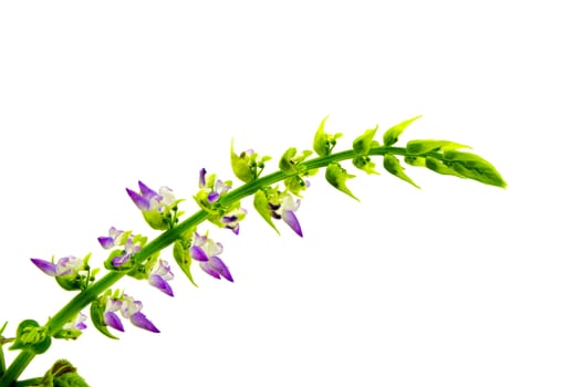 Coleus flowers isolated on white background. For your commercial and editorial use