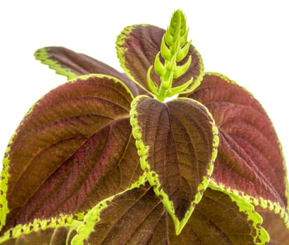 Coleus isolated over white background. For your commercial and editorial use