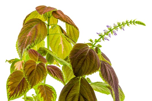 Coleus flowers isolated on white background. For your commercial and editorial use.