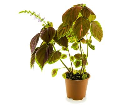 Coleus flowers isolated on white background. For your commercial and editorial use.