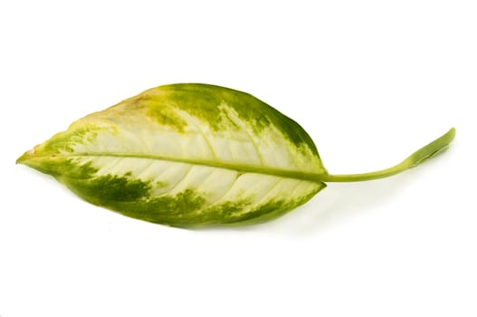 diseased leaf Dieffenbachia. For your commercial and editorial use
