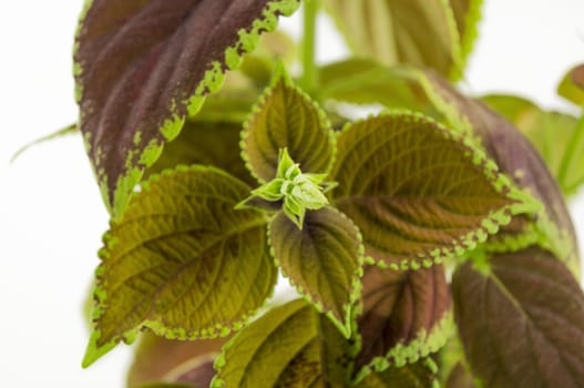 Coleus isolated over white background. For your commercial and editorial use