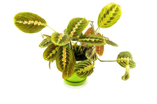 Maranta houseplant on a white background. For your commercial and editorial use