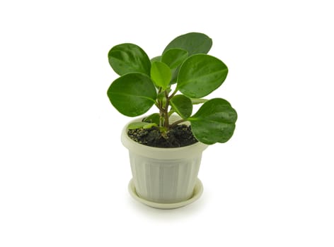 Green peperomia isolated on white background. For your commercial and editorial use