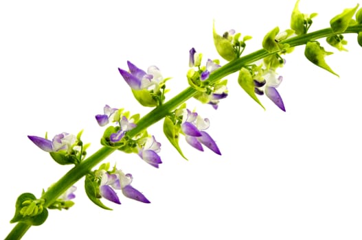 Coleus flowers isolated on white background. For your commercial and editorial use