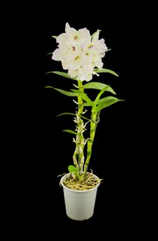 Beautiful white innocent orchid Phalaenopsis on a black background