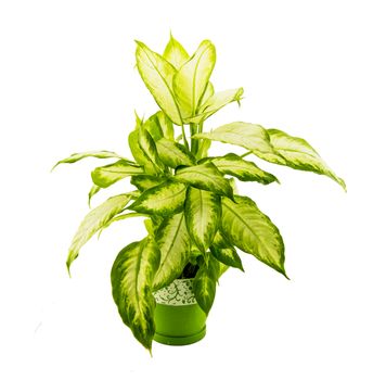 dieffenbachia grows in flowerpot isolated on white