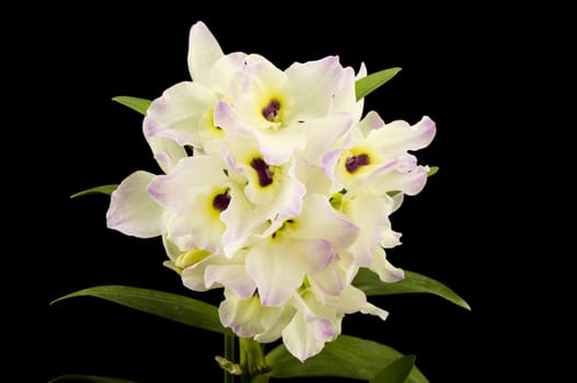 Beautiful white innocent orchid Phalaenopsis on a black background