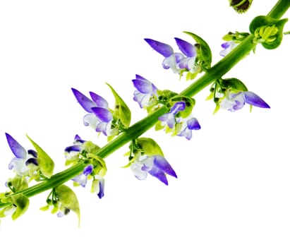 Coleus flowers isolated on white background. For your commercial and editorial use