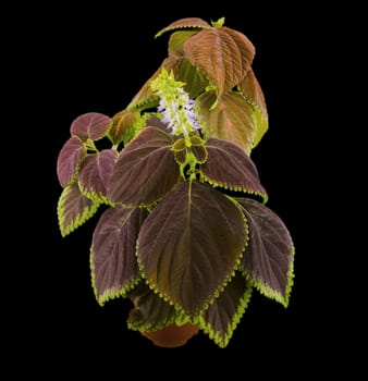 Coleus flowers isolated on black background. For your commercial and editorial use