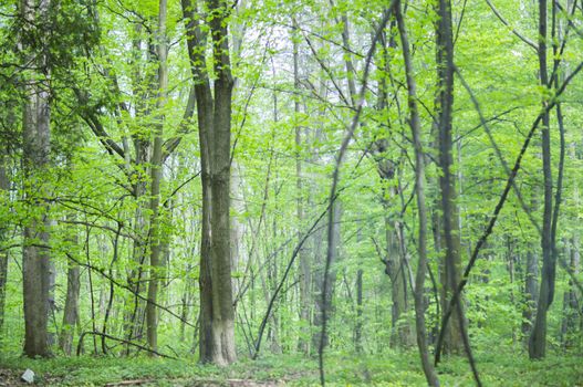 beautiful green forest. For your commercial and editorial use.
