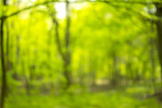 Sunny abstract green nature background, selective focus.