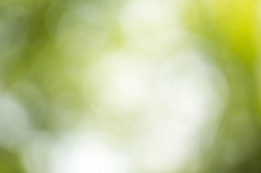 Beautiful Nature Bokeh.Blurred background. For your commercial and editorial use.