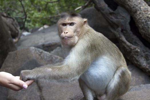 Portrait of a young Macaque taking on food with his hands. India Goa.