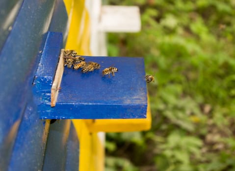 Honey bee hives. For your commercial and editorial use.