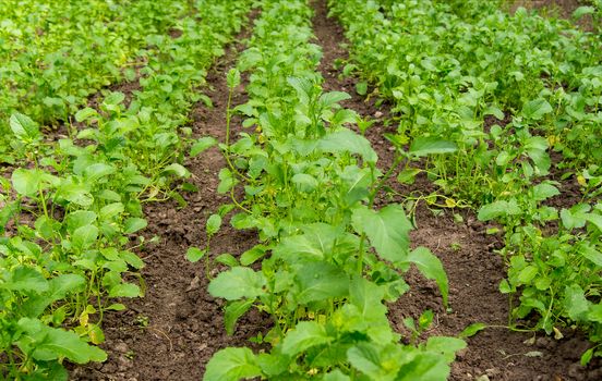 field with blossoming plant Brassica napus, for manufacture of oil and diesel fuel