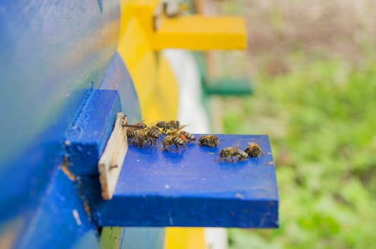 Honey bee hives. For your commercial and editorial use.