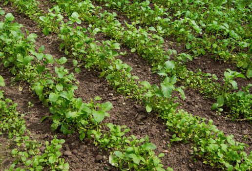 field with blossoming plant Brassica napus, for manufacture of oil and diesel fuel