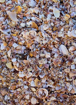 Pieces of broken shells on the beach. For your commercial and editorial use.