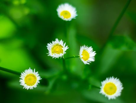 Annual fleabane. For your commercial and editorial use.