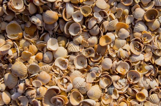 The sun rises on a pile of shells. For your commercial and editorial use.