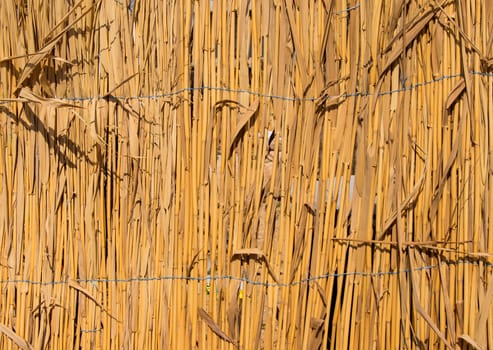 fence of dry cane. For your commercial and editorial use.