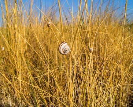 Dry grass on a background a sky. For your commercial and editorial use.